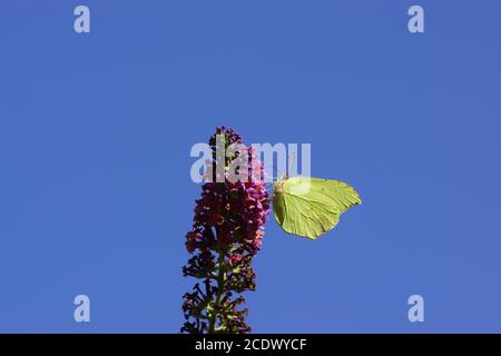 Gemeiner Schwefel (Gonepteryx rhamni), Familie Pieridae auf den Blüten des Sommerflieders (Buddleja davidii). Sommer in einem holländischen Garten mit blauem Himmel. Stockfoto