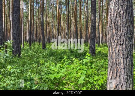 Kiefernwald - schöne Sommer sonnige Landschaft Stockfoto