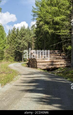Haufen oder Haufen von Kiefernstämmen entlang eines Waldweges, Sägemehl Holz Stockfoto
