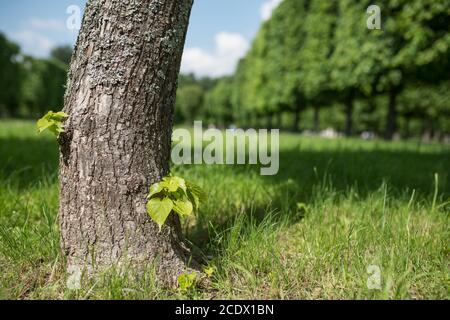 Frühling Wiese mit großer Baum mit frischen grünen Blättern. Selektiver Fokus Makroaufnahme mit flachen DOF Stockfoto