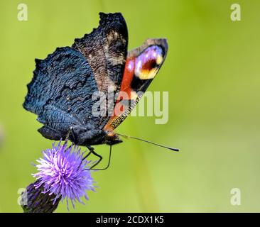 Makroansicht eines Pfauenschmetterlings (Aglais io) Auf blühender Kriechdistel (Cirsium arvense) Stockfoto