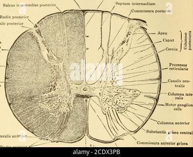 . Erkrankungen des Nervensystems . ns des Rückenmarks. Für die feinere Struktur des Rückenmarks und seine mikroskopischen Beziehungen, thereader wird auf den Artikel über Histologie des Nervensystems in 30 MAKROSKOPISCHE ANATOMIE DES ZENTRALEN NERVENSYSTEMS dieses Volumen, und hier werden wir nur die vaskuläre Versorgung des Rückenmarks zu betrachten. Diese wird zum Teil durch Zweige der Wirbel, zum Teil durch Zweige der Interkostalarterien, der Lendenwirbelarterien und der Sakralarterien gebildet. An jeder Seite geht von der ventralen Arterie ein Vertebrospinalzweig hinab; diese vereinigen sich in der oberen Zervikalschnur und bilden den Anterio Stockfoto