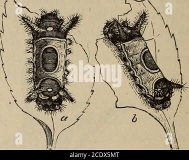 . Jahresbericht der Obstbaugenossenschaft von Ontario, 1902 . Abb. 57. Dornen von lo, Raupe, vergrössert n. Abb. 56. Hyperchiria lo, Raupe. j( Abb. 58. Empretia stimulea Raupen. Der Rand eines Blattes. Die bekanntesten stechenden Larven sind die hübschen Raupen von Hyperchiria lo,Fabr., (Abb. 56,) jeder Punkt, dessen moosartige Abdeckung ein vergifteter Pfeil ist, (Feige. 57,). Mehrere der Schnecke Raupen, wie Empretia stimulea, Clem, sind auch in der Lage, unangenehme Erinnerungen bei der Handhabung zu hinterlassen, (Abb. 58.) Die Haare der Larven der Braunen-Schwanzmotte Euproctis chryson-rhea, Linn, sind l Stockfoto