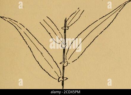 . Das Buch der Holzkunst . Die scale-like Blätter sind ungefähr 6 bis 8 zum Zoll, die coneshalf inch lang oder kleiner. Man. Nach Nova Scotia, und Penna; Süden auf mts. Nach N. C. Black Willow {Salix nigra) die gemeinsame Weide von Bachbänken, in der Regel 20 bis 40feet hoch, manchmal 100, Rinde fast schwarz. Seine langen, schmalen, gelb-grün glänzenden Blätter sind ausreichend markant. Eine Abkochung von Weidenrinde und Wurzeln soll der bekannteste Ersatz für Chinin sein. Notedfor frühen Blattwerk und späten Shedding; Blätter 3 bis 6 Zoll lang. Das Holz blass, schwach, weich, engmaserig; der Wald 417 Kubikfuß wiegt 28 lbs. Stockfoto