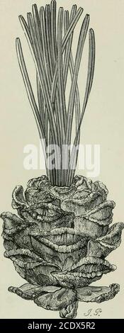 . Veitch's Handbuch der Nadelbäume: Mit einer allgemeinen Übersicht über die Reihenfolge, eine Übersicht über die Arten in Großbritannien kultiviert, ihre botanische Geschichte, wirtschaftliche Eigenschaften, Ort und Verwendung in der Baumzucht, etc. . -Skala tut, um bractin gewöhnlichen Fällen zu tlügen, und fitherher thatthey tlie same essentielle structureas the Seed-scales of this and all othergenera.* Fasoiation. Auch wenn Fehlformen, die auf diese Überschrift bezogen werden, bei anderen Pflanzenfamilien häufiger vorkommen, insbesondere bei krautigen en])ecies, so haben sie gelegentlich bei Taxaden und Koniferen bemerkt – in den Liranchlets von PinusJ*/)iasfrr, P Stockfoto