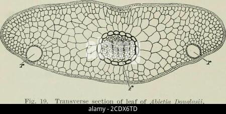 . Veitch's Handbuch der Nadelbäume: Mit einer allgemeinen Übersicht über die Reihenfolge, eine Übersicht über die Arten in Großbritannien kultiviert, ihre botanische Geschichte, wirtschaftliche Eigenschaften, Ort und Verwendung in der Baumzucht, etc. . Transviisi- .suctioi /;.,»-//. BLÜTENSTAND. 35 Stockfoto