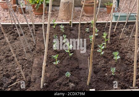 Frisch gepflanzte selbst gewachsene Bio-Bohnenpflanzen (Vicia faba), die in einem erhöhten Bett auf einer Zuteilung in einem Gemüsegarten in Devon, England, Großbritannien wachsen Stockfoto