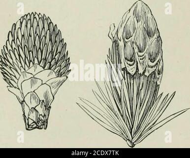 . Veitch's Handbuch der Nadelbäume : mit einer allgemeinen Übersicht über die Reihenfolge, eine Übersicht über die Arten in Großbritannien kultiviert, ihre botanische Geschichte, wirtschaftliche Eigenschaften, Ort und Verwendung in der Baumzucht, etc . icerated an ihren Rändern. Da the.se jienda .dienen eine einheitliche und.temporäre pvu-Pose nur, sie sind weniger geeignet für Variation und Modifikationwährend des Wachstums von der Operation von externen Ursachen, als oigans oflonger Dauer und komplexere Funktion, und damit tVom theirrelative Invariality, ihre Nützlichkeit für cla.ssisticatory Zwecke ist greatertlian könnte supjiosid. Der Mann Stockfoto