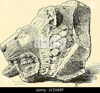 . Gazette des beaux-Arts . LES FOUILLES DOLYMPIE. Raconter des découvertes encorebien loin de leur terme, décrire lespremers Fragments MIS au jour par lapioche sans attendre que de nouveauxmorceaux viennent peu à peu les com-pléter, funder enfin sur des documentspeu nombreux encore une apprécia-tion de lœuvre porils nous laissentbien, entvoir limance dont Mais sansmous permettre de létudier en détail,est assurément chose délicate et hasardeuse. La prudence et lamoui-propre conseilleraient de ne Point courir laventure : les suppositionsqui paraissent aujourdhui les plus probables ne seront- Stockfoto