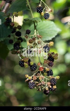 Wilde Brombeeren bereit für die Ernte in Sussex Stockfoto