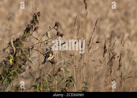 Jugendlicher Europäischer Goldfink, der die Sommersonne genießt Stockfoto