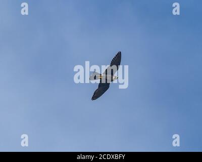 Ein japanischer Wanderfalke, Falco peregrinus japonensis, schwebt in der späten Nachmittagssonne über Enoshima, einer kleinen Insel in Fujisawa, Japan. Stockfoto