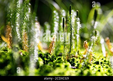 Makro von Wald stehen. Die Sonnenstrahlen fallen auf die Pflanzen im Wald und erzeugen einen magischen Märchenlook. Stockfoto