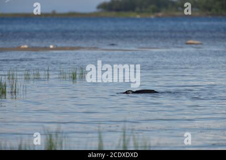 Junge Ladoga Ringelrobbe im See Ladoga, Valaam Insel, Russland Stockfoto