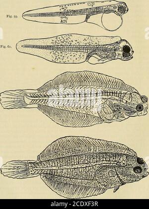 . Science-Klatsch . CARRINGTON. Naturgeschichte der marktfähigen Meeresfische ojthe Britische Inseln. Von J. T. Cunningham, M.A.,mit einem Vorwort von Professor E. Ray Lankester,M.A., LL.D., F.R.S. 375 Seiten Royal 8vo, illustriert mit 159 Figuren und 2 farbigen Karten. (London und New York : Macmillan and Co., Limited, 1896.)Preis 7s. 6d. Obwohl es zahlreiche Naturgeschichtender britischen Fische gibt, ist nicht einer ganz wie diese mostuseful Arbeit an unseren Meereseefischen. Es wurde unter der Schirmherrschaft der Marine BiologicalAssociation ausgestellt, wie im Vorwort des Präsidenten der Vereinigung, Pro erklärt Stockfoto