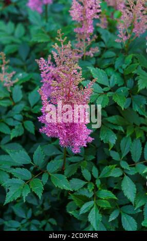 Farbenfrohe rosa blühende Astilbe im Sommergarten. Stockfoto