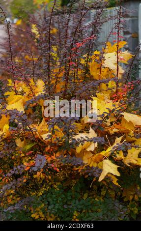 Gelbe Blätter an den Bäumen in den letzten Herbsttagen. Stockfoto