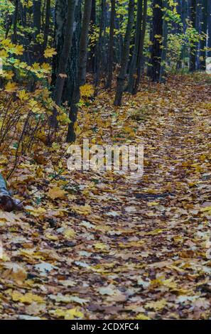 Ein Pfad durch einen Wald mit gelben Blättern im Spätherbst. Stockfoto
