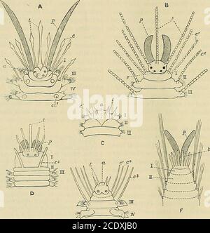 . Science-Klatsch . MITTEILUNGEN VON JOHN T. CARRINGTON. The Cambridge Natural History. Herausgegeben von S. F.Harmer, M.A. und A. E. Shipley, M.A. Vol.ii.Worms, Rotifers and Polyzoa, von mehreren Autoren.560 S. großer SVO, illustriert mit 257 Abbildungen. Sheldon; Fadenwürmer und Sagitta, von A. EShipley, M.A.; Rotifer, von Marcus Hartog,M.A.; Polychaet Worms, von W. BlaxlandBenham, D.Sc. ; Regenwürmer und Blutegel,von F. E, Beddard, M.A. ; Gephyrea undPhoronis, von A. E. Shipley, M.A. ; Polyzoa,von S. F. Harmer, M.A. die Monographien bringen das Wissen ihrer jeweiligen Fächer mit den neuesten Untersuchungen zusammen Stockfoto