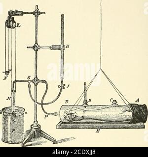 . Kirkes' Handbuch der Physiologie . Werden Sie erweitert. Dieser Effekt ist am besten im Ohr zu sehen, das, wenn es bis zum Licht gehalten wird, um röter zu werden und die Arterien größer zu werden. Das ganze Ohr ist deutlich wärmer als das gegenüberliegende. Dieser Effekt wird durch Entfernen der Arterien aus dem Einfluss des zentralen Nervensystems, die Einfluss geht in der Regel entlang der Verlauf des geteilten Nervs. Wenn das periphere Ende des geteilten Nervs in seiner coursetoward das Organ, das heißt, das am weitesten vom Gehirn, die Arterien, die vorher erweitert zurück zu ihrer natürlichen Größe stimuliert werden, a Stockfoto