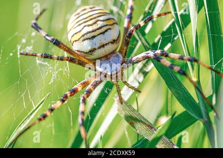 Makrobild einer europäischen Wespenspinne Stockfoto