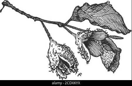 . Die Prüfung von Waldsamen während 25 Jahren, 1887-1912 . tus amygdalina I9l0 – 11 (Ernte 1909) 40 84 89 Eucalyptus gigantea 1908 – 09 (Ernte 1904) 46 71 87 » » 1910 – 11 ( » 1909) 1.0 1.000.000 13 72 85 » globulus 1908 – 09 ( » 1904) 91 91 94 » » 1908 – 09 ( » 1907) 69 75 78 . » 1910 – 11 2.3 434.800 86 94 96 » Gunnii 1908 – 09 (Crop 1904) . 60 79 80 » » 1910–11 ( » 1909) . 0.6 1.666.700 61 93 94 » Stuartiana 1910 – 11 0.6 1.666.700 93 96 96 die außergewöhnliche Haltenkraft des Samens fällt auf. Unter-sider zum Beispiel E. amygdalina: Samen der 1904 Ernte germin-ated 90 % auch nach 4 Jahren, und das gleiche ist Stockfoto