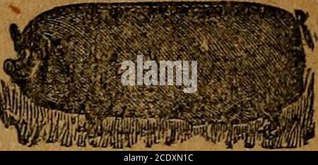 . Turner's North Carolina almanac : für das Jahr unseres Herrn ... . ^T=J/=:d/z=JF=zJfS^f=/r=JFI=/7 REINRASSIGE SCHAFE, SCHWEINE und GEFLÜGEL. 1 Shropshire, Southdown und Dorset Schafe alle Altersgruppen, Lämmer, einjährige und zweijährige Rams, gezüchtet Mutterschafe alle aus importierten Ancestry und alle berechtigt zur Registryor registriert. POUND CHINA, CHESTER WHITE UND BERKSHIRE HOGS ALLE ALTERSGRUPPEN. Schweine zwei, drei und vier Monate alt, paarweise verpaart £ind trios. Service Wildschweine und gezüchtete Sauen immer zur Hand und immer berechtigt zur Registrierung. Es wird Ihnen zahlen, um ein reines gezüchtetes Wildschwein zu bestellen und Ihren Bestand zu verbessern. Tun Sie es heute. Ich werde, um in Stockfoto