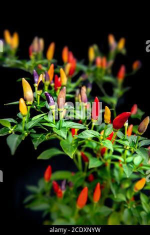 Numex Twlight dekorative Chilischoten wachsen drinnen gegen einen schwarzen Hintergrund Stockfoto