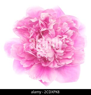 Pony auf Weiß Stockfoto