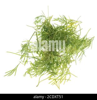 Dill auf Weiß Stockfoto