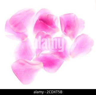Blütenblätter auf Weiß Stockfoto
