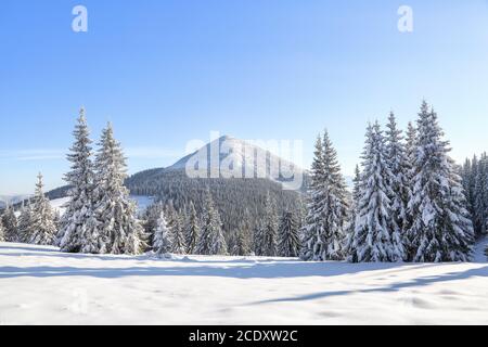 Landschaft Winterwald in kalten sonnigen Tag. Die flauschigen Pinien mit weißem Schnee bedeckt. Tapete verschneiten Hintergrund. Lage Ort Karpaten, Ukrai Stockfoto