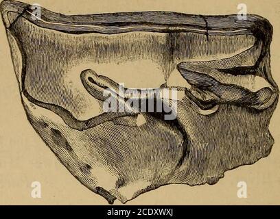 . Katalog der fossilen Mammalia im britischen Museum, (Naturgeschichte) . eines Humerus, vielleicht zu dieser Spezies gehörend; aus Nebraska. Erworben, 1855. Die Bezugnahme der drei folgenden Gattungen auf die gegenwärtige Familie ist vorläufig. Gattung CADURCOTHERIUM, P. Gervais4. Die vollständige Zahnformel ist unbekannt; die Molaren sind Rhino-zerotisch, aber in Querrichtung extrem schmal; die unteren Molaren sind unvollkommen crescentoid. Cadurcotherium cayhixense, P. Gervais*.hah. Frankreich. M. 2419. Zwei Exemplare der linken oberen echten Molaren und zwei unteren (Abb.) Molaren von gegenüberliegenden Seiten; aus dem U Stockfoto