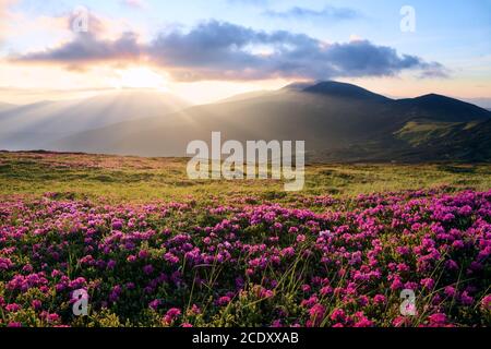 Die Rasenflächen sind mit rosa Rhododendronblüten bedeckt. Landschaft des Sonnenaufgangs auf den hohen Bergen. Sonnenstrahlen erleuchten das Tal. Toller Frühlingstag. B Stockfoto