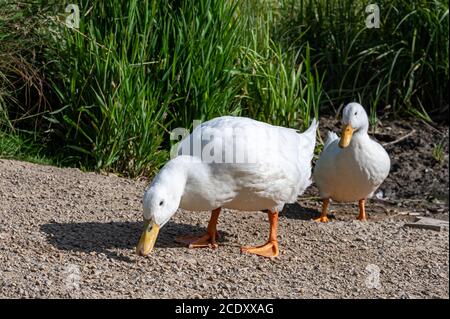 Schwere weiße pekinente, auch als Aylesbury-Ente bekannt Stockfoto