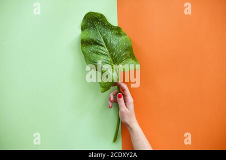 Crop Frau mit frischem Blatt zeigt Maniküre Stockfoto