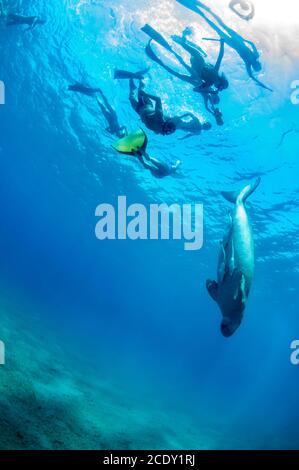 Süß und erstaunlich dugong. Eine Gruppe von Tauchern in Flossen und Maske Blick auf ziemlich seltene Meerestier, die Seegras unter Wasser schwimmen Stockfoto