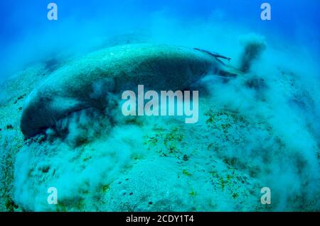 Nahaufnahme auf niedlichen und erstaunlichen Dugong.Unterwasser Schuss. Ein Taucher in Flossen und Maske Blick auf ziemlich seltene Meerestier, die eatine Stockfoto