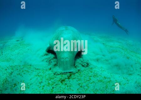 Nahaufnahme auf niedlichen und erstaunlichen Dugong.Unterwasser Schuss. Ein Taucher in Flossen und Maske Blick auf ziemlich seltene Meerestier, die eatine Stockfoto