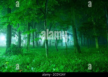 Wald in Nebel gehüllt Stockfoto