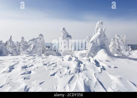 Fichten mit weißem Schnee bedeckt. Landschaft Winter Wald in kalten sonnigen Tag. Stockfoto