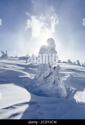 Sonniger Wintertag. Verschneite Landschaft mit Bäumen auf der Wiese mit Schnee in hohen Berg bedeckt. Stockfoto