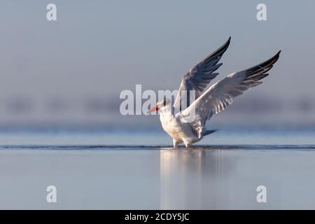 Eine Kaspische Seeschwalbe (Hydroprogne caspia), die im flachen blauen Wasser mit ausgestreckten Flügeln baden. Stockfoto