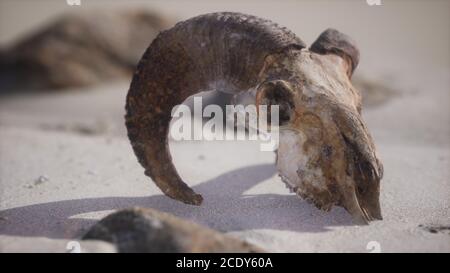 Totenkopf mit Widderhörnern am Strand Stockfoto