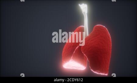 3D-Animation des menschlichen Lungen Stockfoto