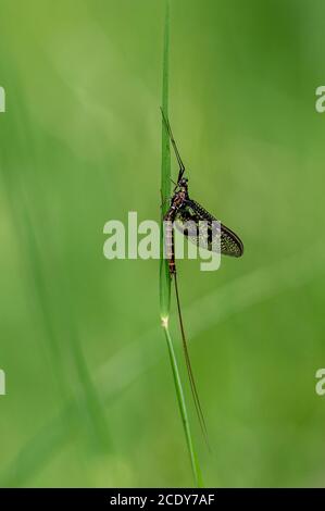 Ausgewachsene Mayfly, Ephemera danica, ruht auf einem Grasstamm Stockfoto