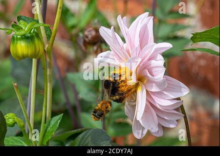 Hummeln sammeln Pollen von blühenden Gartenblumen Stockfoto