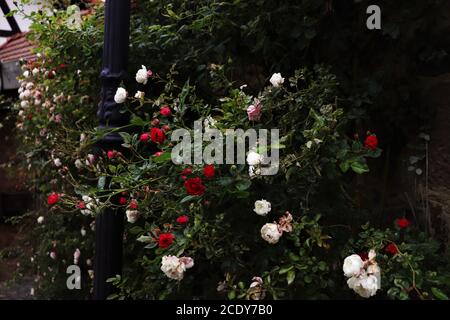 Wand aus weißen, rosa und roten Rosen Stockfoto