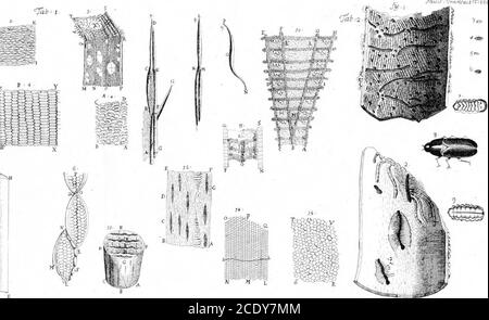 . Ein Brief von Herrn Anthony Van Leeuwenhoek, F. R. S. über die Barks of Trees . Stockfoto