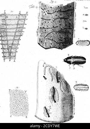 . Ein Brief von Anthony Van Leeuwenhoek, F. R. S. über die Baumrinde . actzTl.-2.96. Stockfoto